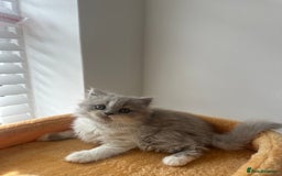 British Shorthair cats for sale: 🐻 Beautiful Teddy Bear BSH and BLH 🐻 - Image 12