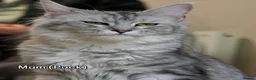 Maine Coon cats for sale: Champion blood line Mainecoon kittens  - Advert 5