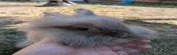 Lionhead rabbits for sale: Lionhead x Netherland dwarfs  - Advert 8