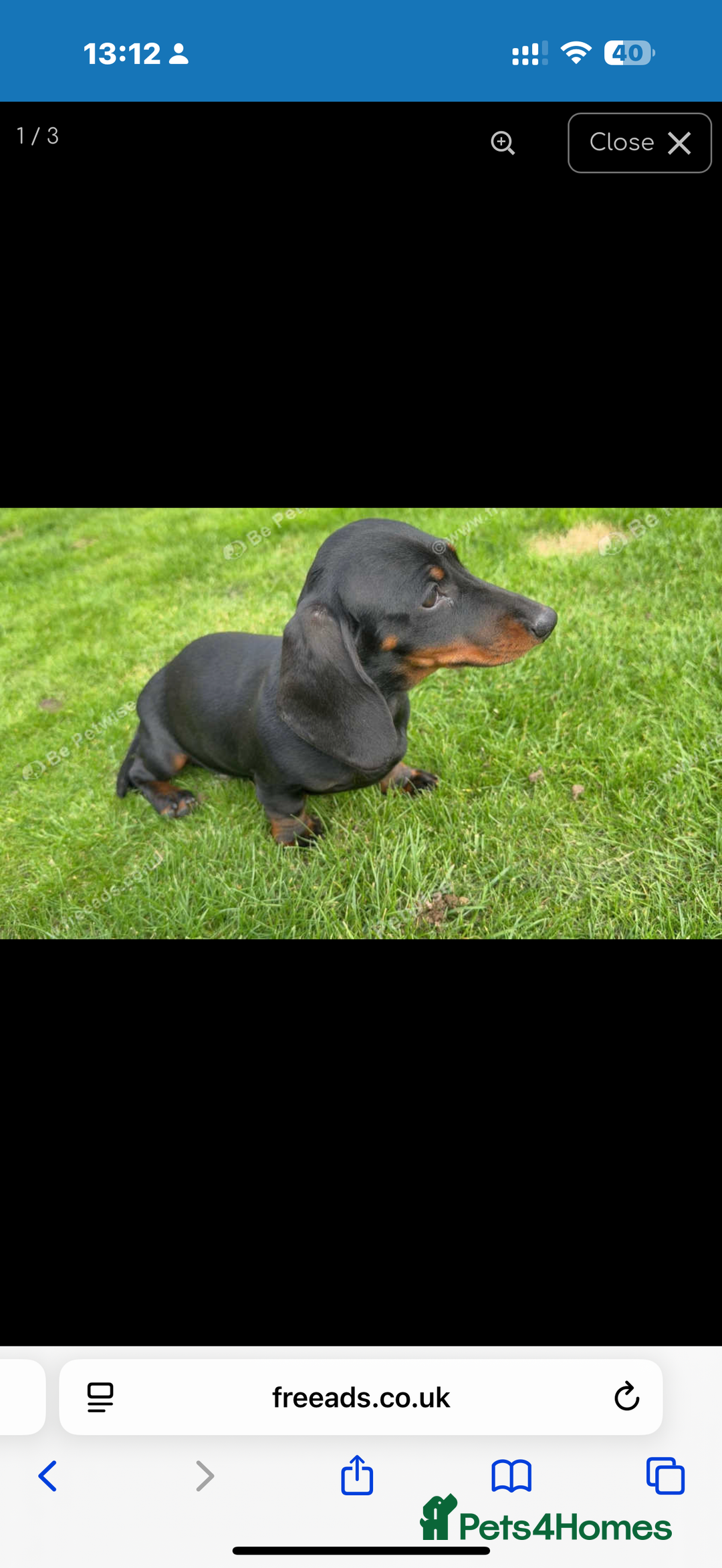 Dachshund dogs for sale: Miss lady  - Advert 3