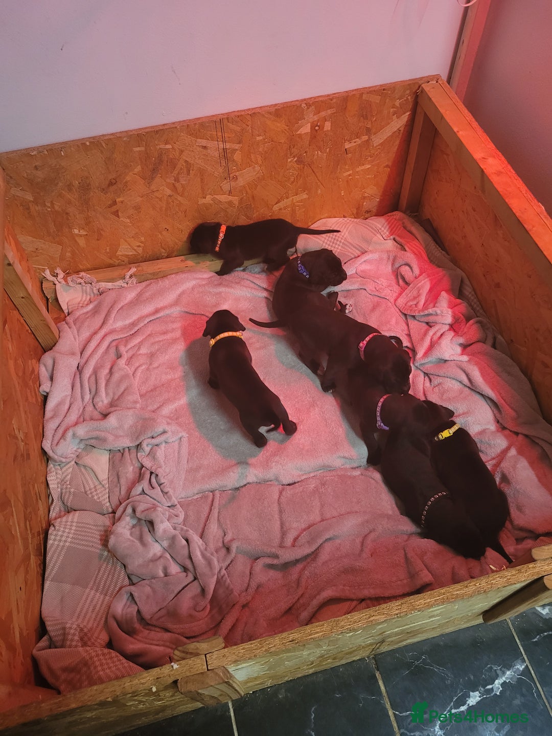 Great Dane dogs for sale: Magnificent litter of black great dane puppies - Advert 16