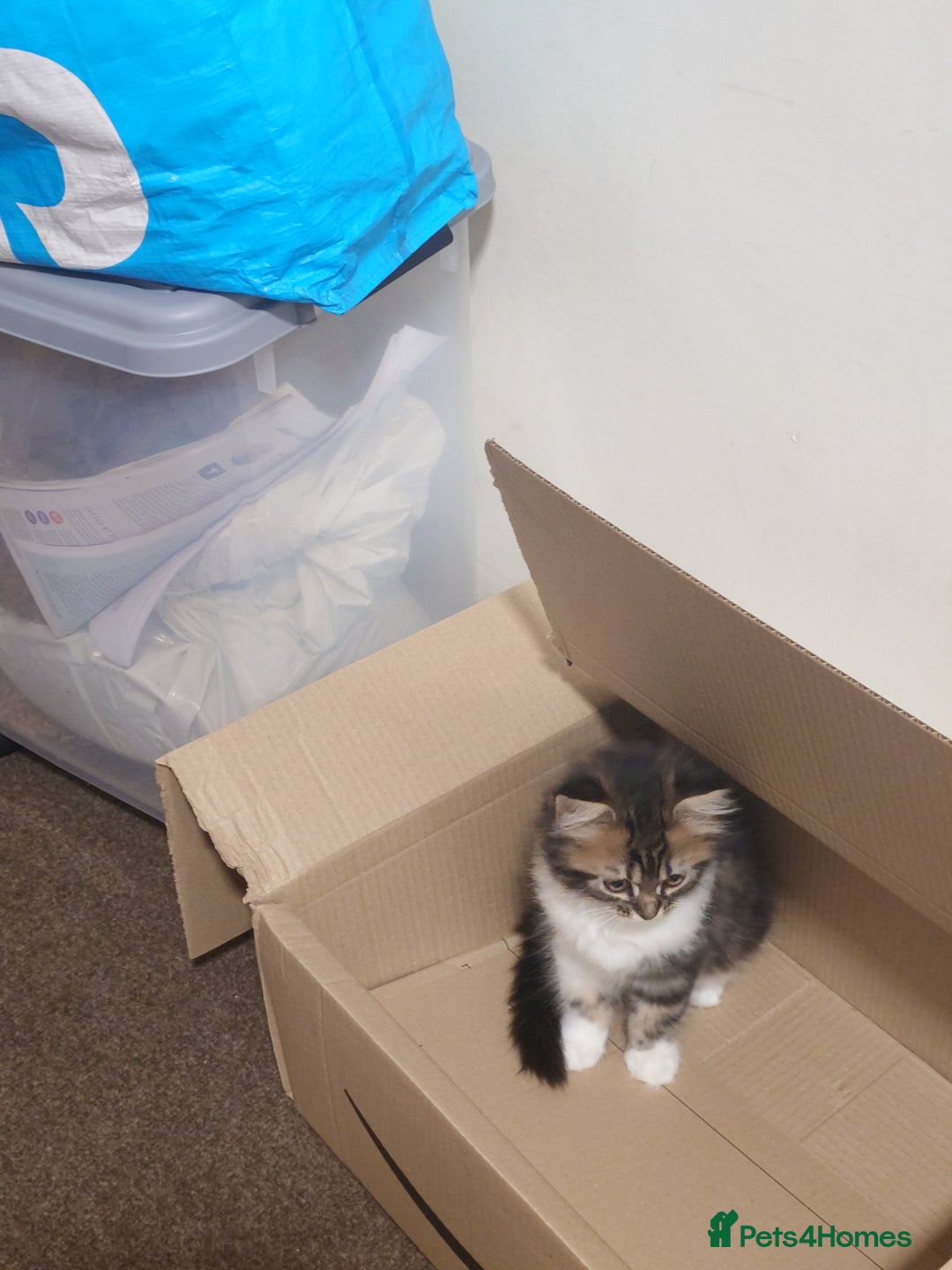 Persian cats for sale: Persian kittens: 2 girls and 1 boy (£230 each) - Image 17