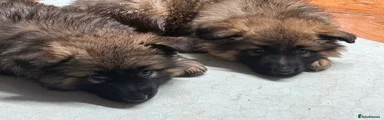 German Shepherd Puppy 1