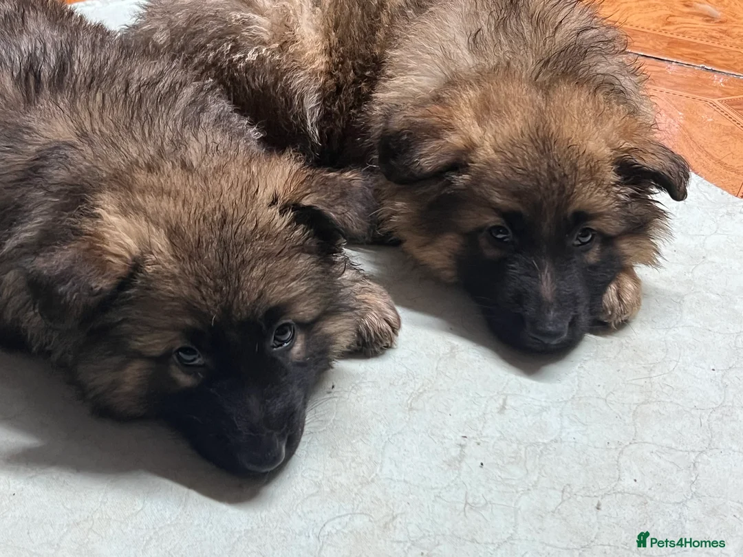 German Shepherd dogs for sale: Beautiful long haired straight back GSD babies  - Advert 2
