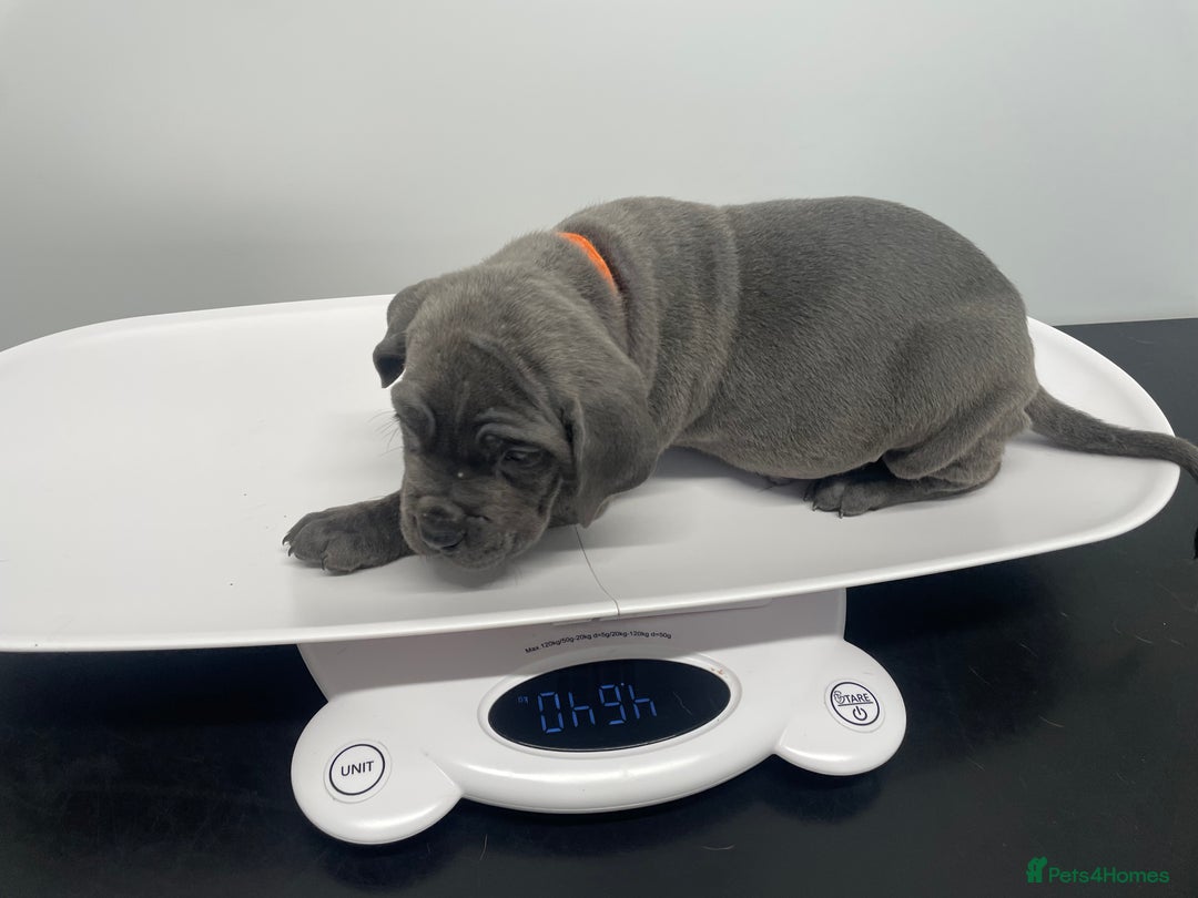 Cane Corso dogs for sale: CANE CORSO TOP QUALITY STRAJANO BLOODLINE FERMINTO - Advert 38