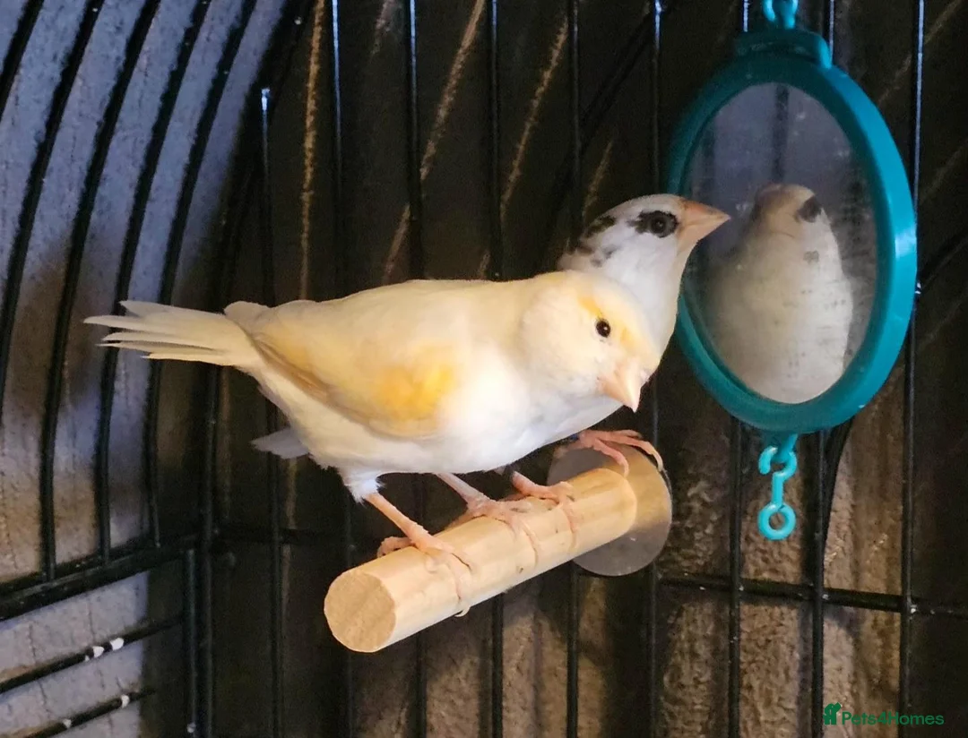 Canaries birds for sale: Canary & Bengalese Finch  - Advert 2