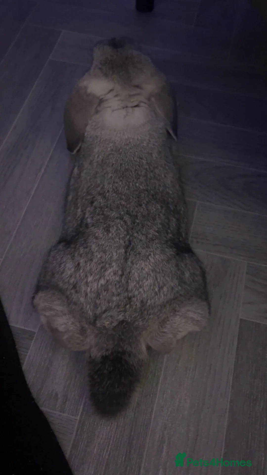 English Lop rabbits for sale: Rabbit for rehoming  in Ilfracombe - Advert 2