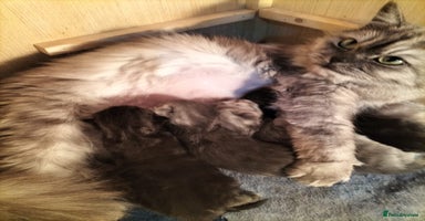 Russian Blue cats - Advert 11