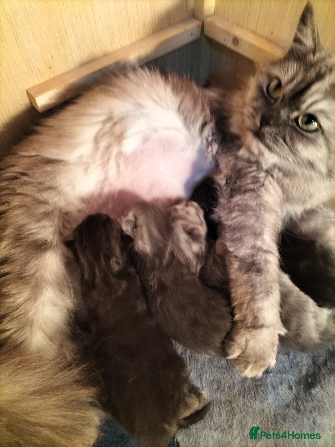Russian Blue cats for sale: Siberian kittens - Image 2