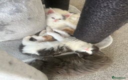 Maine Coon cats for sale: Adorable Maine coons!!! - Image 7