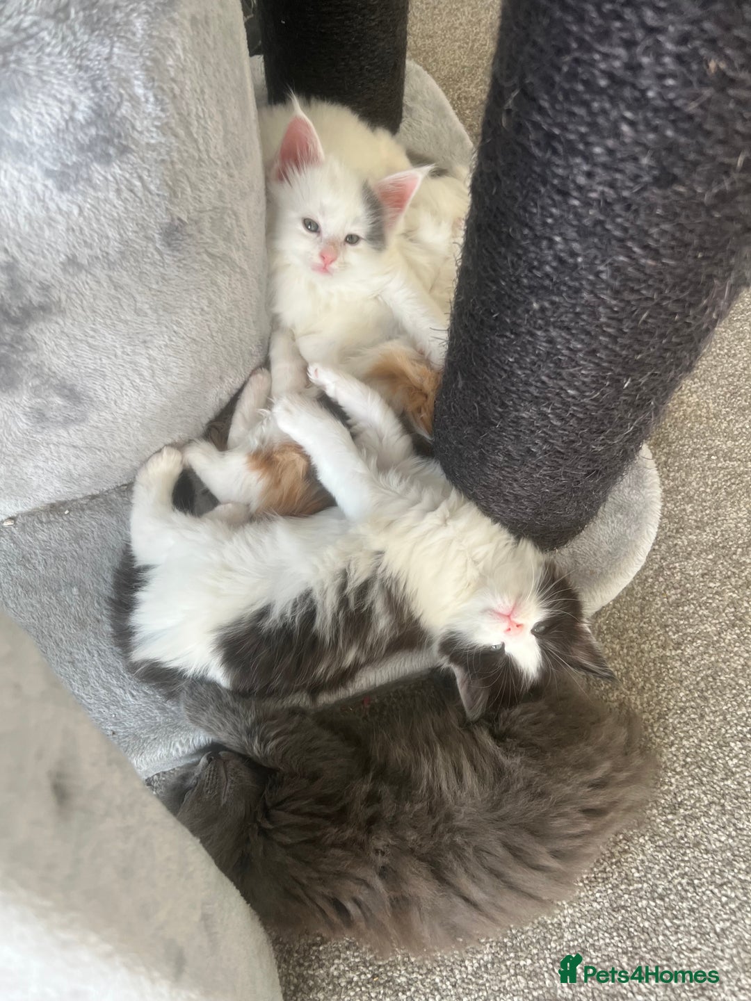 Maine Coon cats for sale: Adorable Maine coons!!! - Image 7