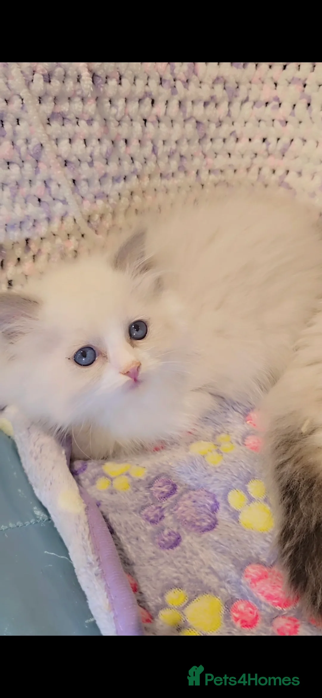 Ragdoll cats for sale: TICA REGISTERED KITTENS/Active - Advert 36