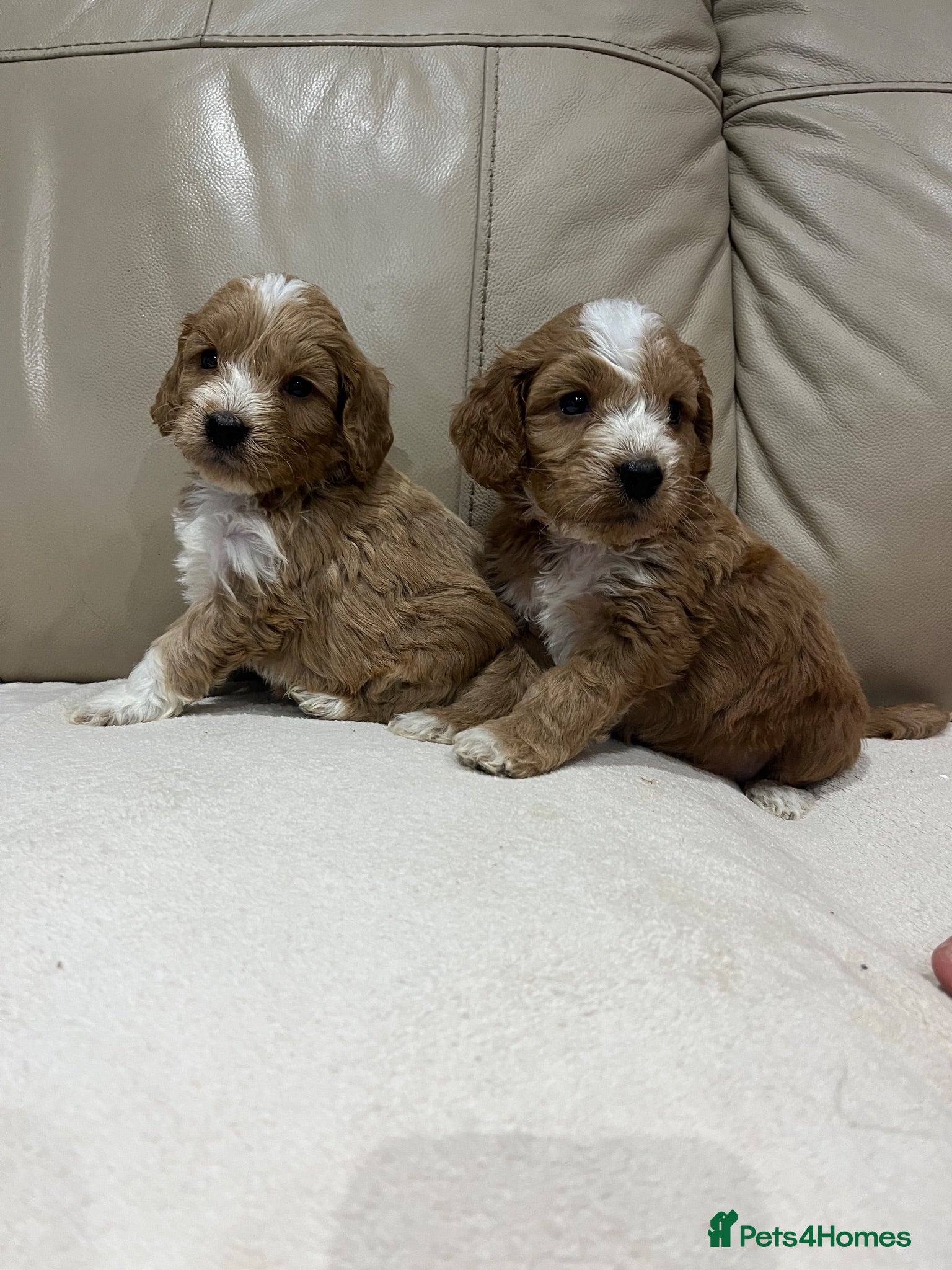 Cockapoo dogs Stunning cockapoo puppies  - Advert 13