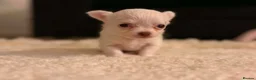 Chihuahua dogs for sale: Tiny Female chihuahua puppies  - Advert 17