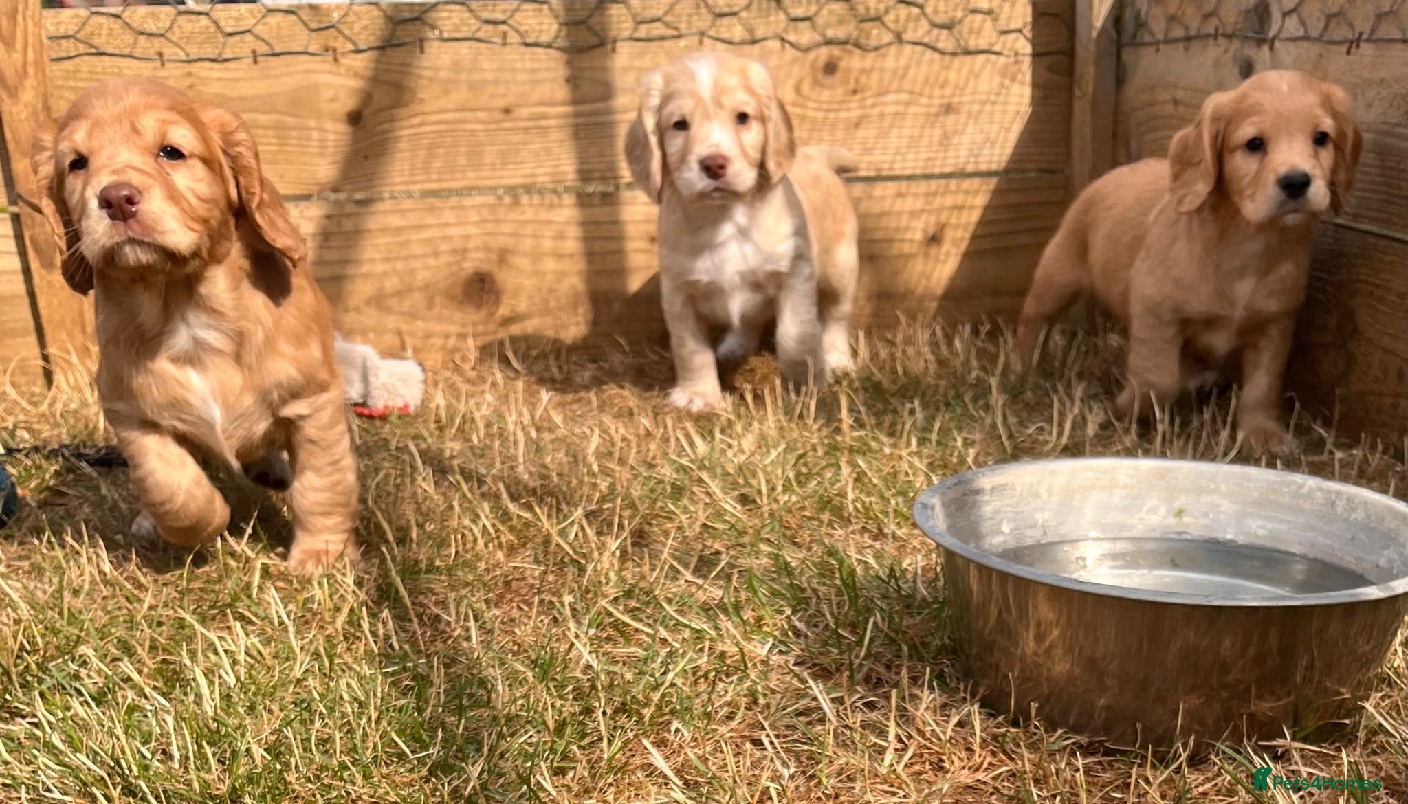 Cocker Spaniel dogs KC Registered Working Cocker Spaniel Puppies - Advert 12