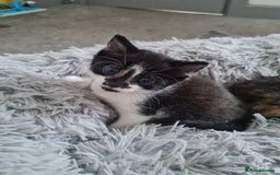 Mixed Breed cats for sale: 🐾 3 Adorable Kittens 2 female 1 male - Image 12