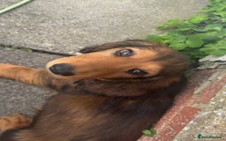 Dachshund dogs for sale: Long Coated Standard Dachshund, Crufts potential!  - Image 4