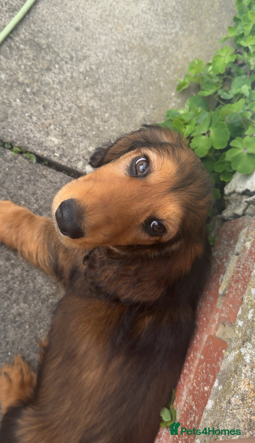 Dachshund dogs for sale: Long Coated Standard Dachshund, Crufts potential!  - Image 4