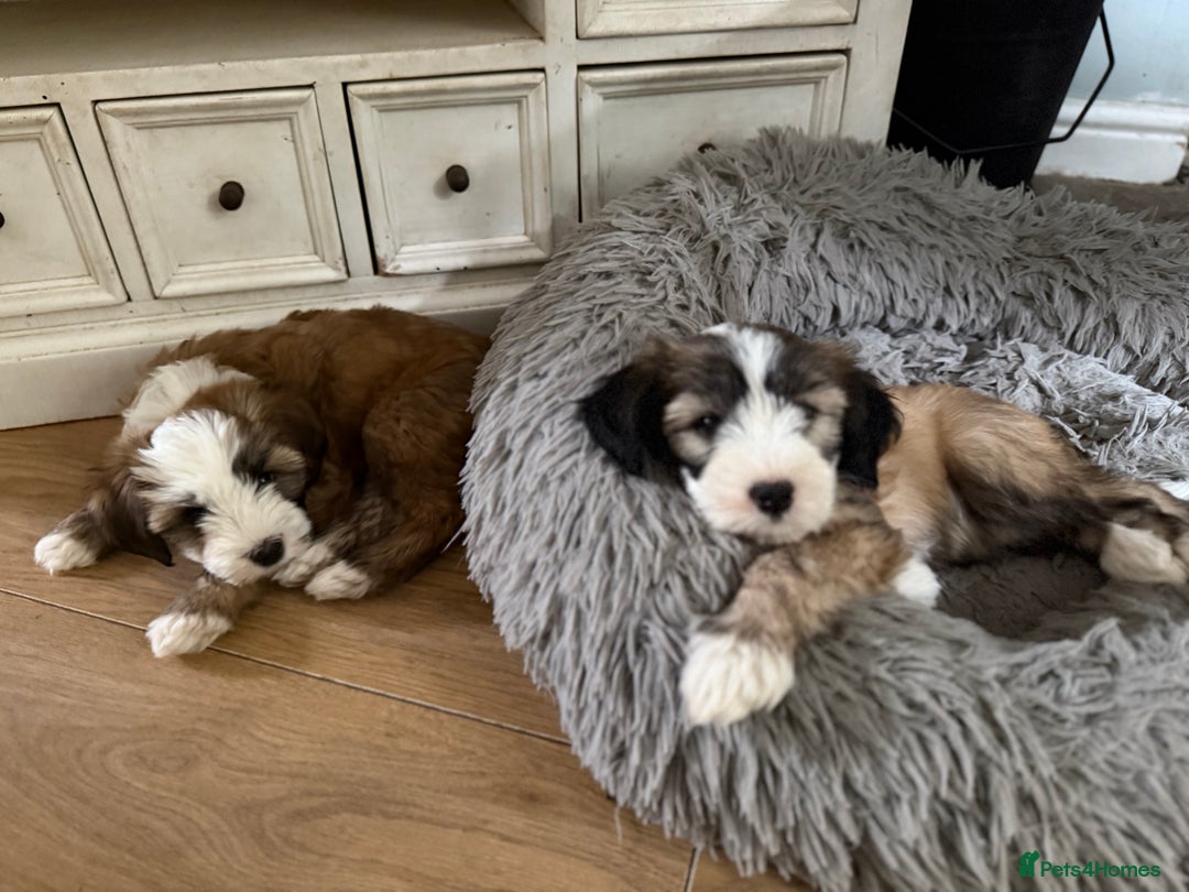 Tibetan Terrier dogs for stud: Tibetan Terrier for Stud Duties - Image 8