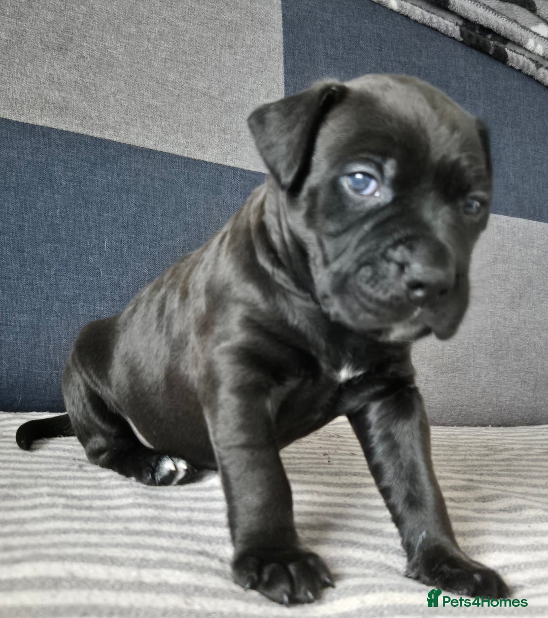 Mixed Breed dogs for sale: Bullmastiff x puppies 🐶  - Advert 7