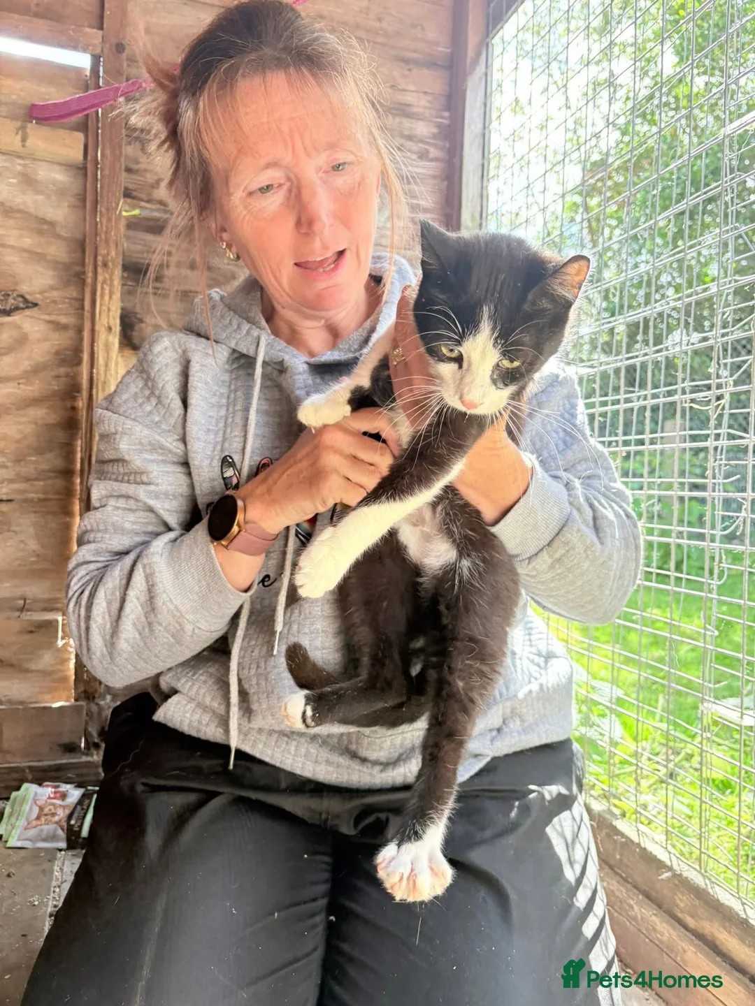 Mixed Breed cats for adoption: Bernie - Guildford surrey  - Advert 13