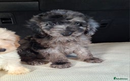 Sproodle dogs for sale: Gorgeous f1b sproodle pups, dna tests. - Image 16