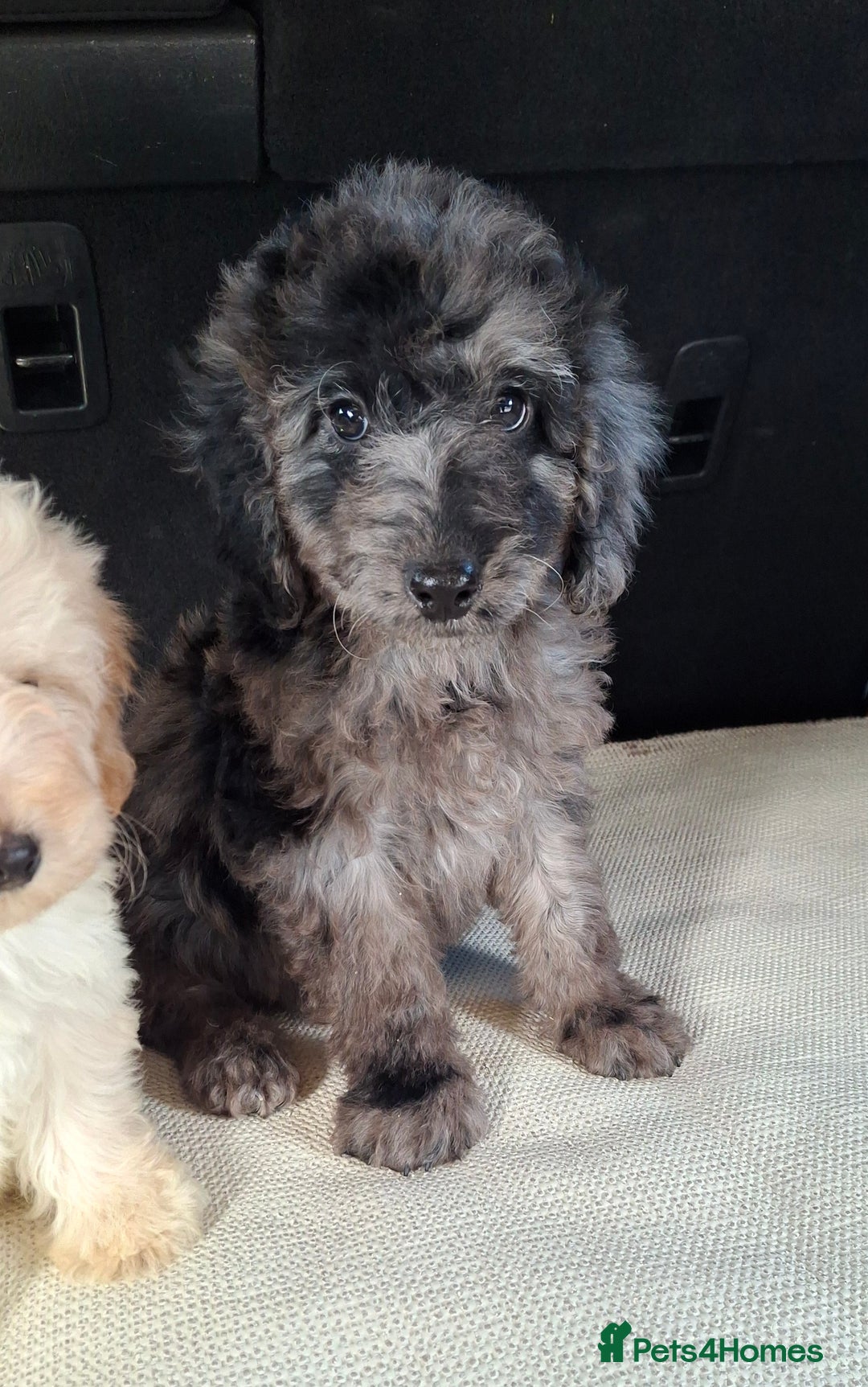 Sproodle dogs for sale: Gorgeous f1b sproodle pups, dna tests. - Image 16