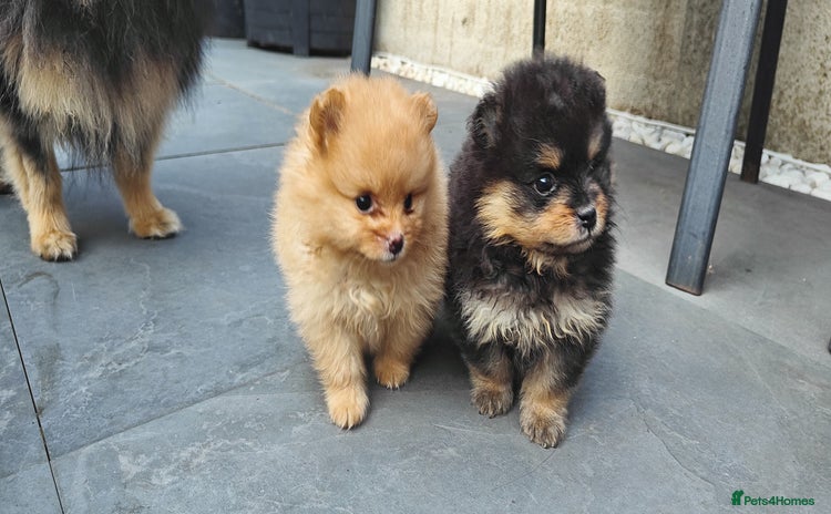 Pomeranian dogs - Advert 1
