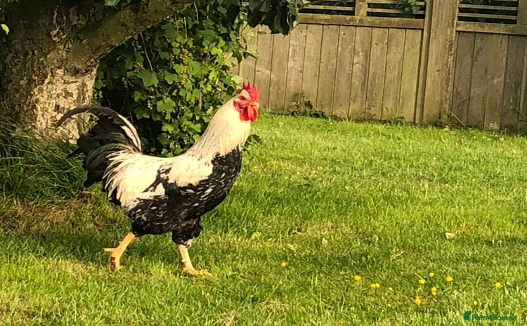 Chickens poultry - Advert 1