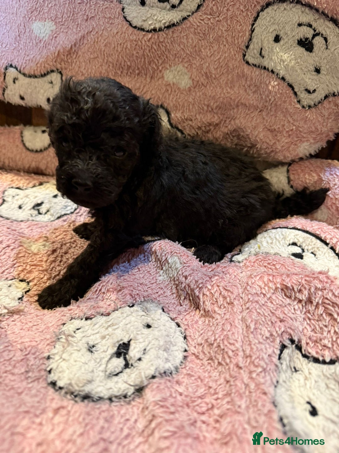 Toy Poodle dogs for sale: Exquisite Toy Poodle pups - Health tested parents - Image 17