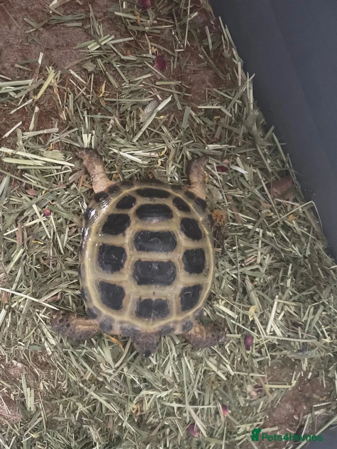 Tortoise reptiles for sale: Horsefield tortoise  in Oldham - Advert 2