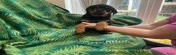 Rottweiler dogs for sale: Rottweiler puppies - Advert 19