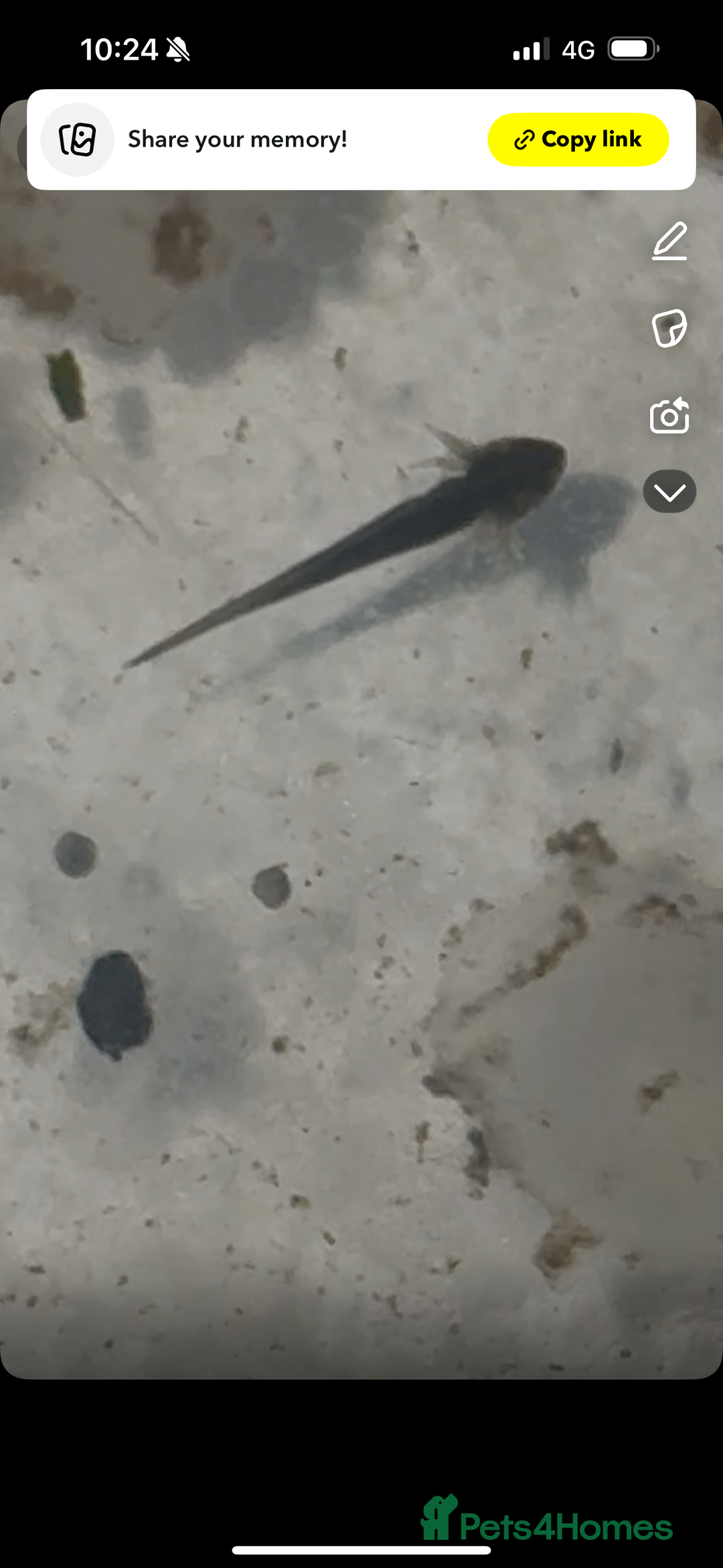 Other/Mixed Breed fish for sale: Axolotl’s  - Advert 3