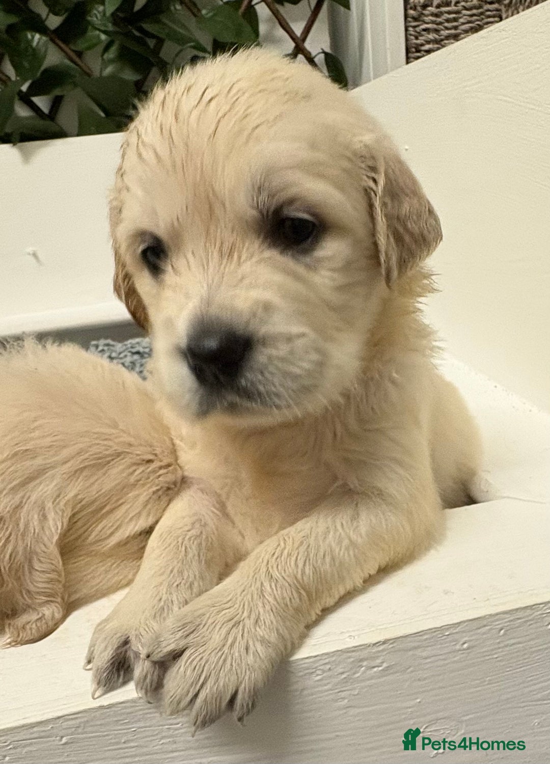 Golden Retriever dogs for sale: Golden Retriever Pups from Health Tested Parents  - Advert 16