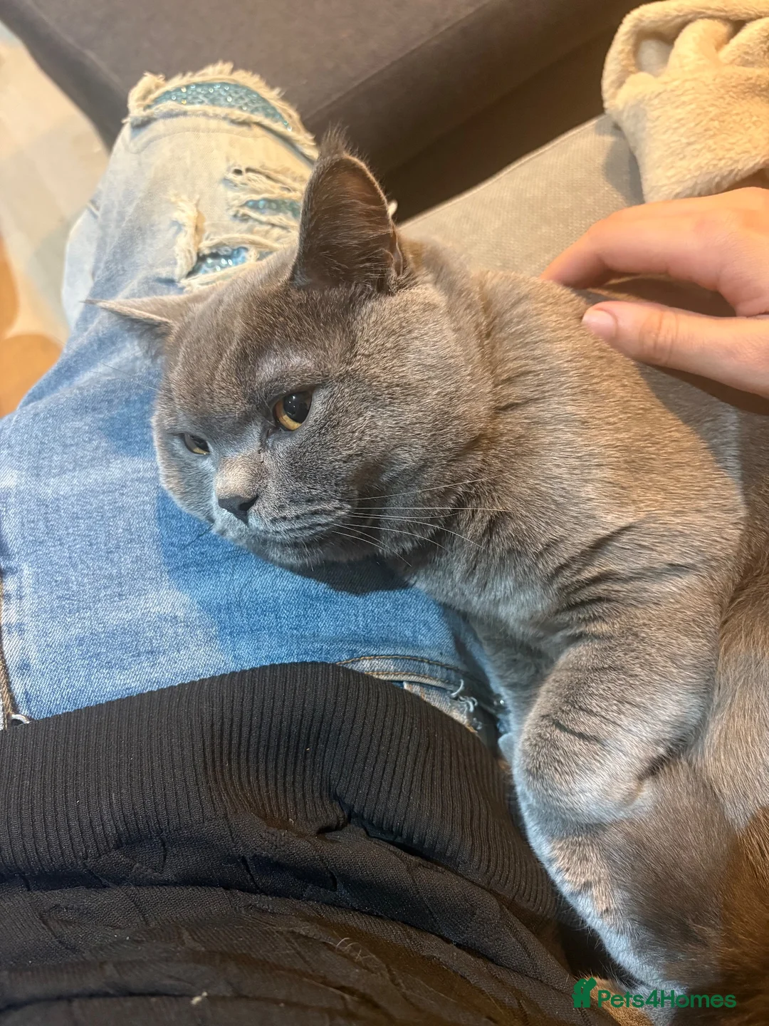 British Shorthair cats for sale: Colombo in London - Advert 2