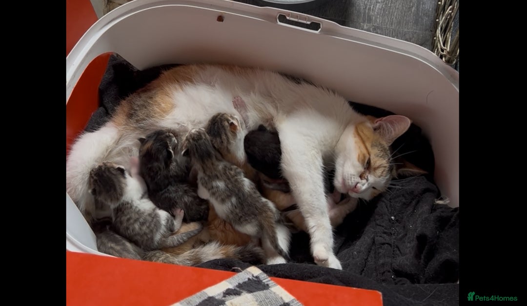 Mixed Breed cats for sale: Beautiful Kittens Available - Image 4