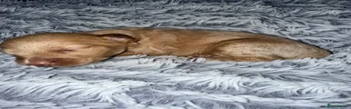 Mixed Breed 3