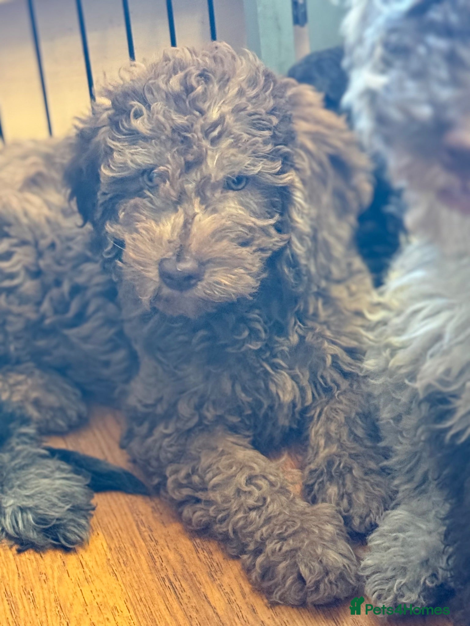 Australian Labradoodle dogs Australian labradoodles  - Advert 2