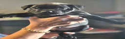 Staffordshire Bull Terrier dogs for sale: Black male kc reg Staffordshire bull terrier  - Advert 4