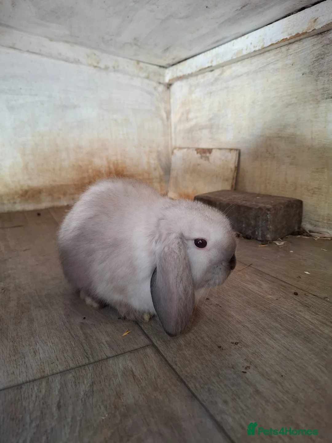 Mini Lop rabbits for sale: Mini Lops - Advert 9