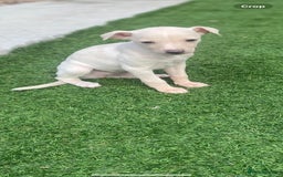 Italian Greyhound dogs for sale: Italian greyhound puppies - Image 17