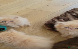 Persian cats for sale: 4 stunning full Persian  kittens ready now  - Image 3