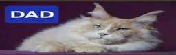 Maine Coon cats for sale: Gorgeous pedigree kittens  - Advert 2