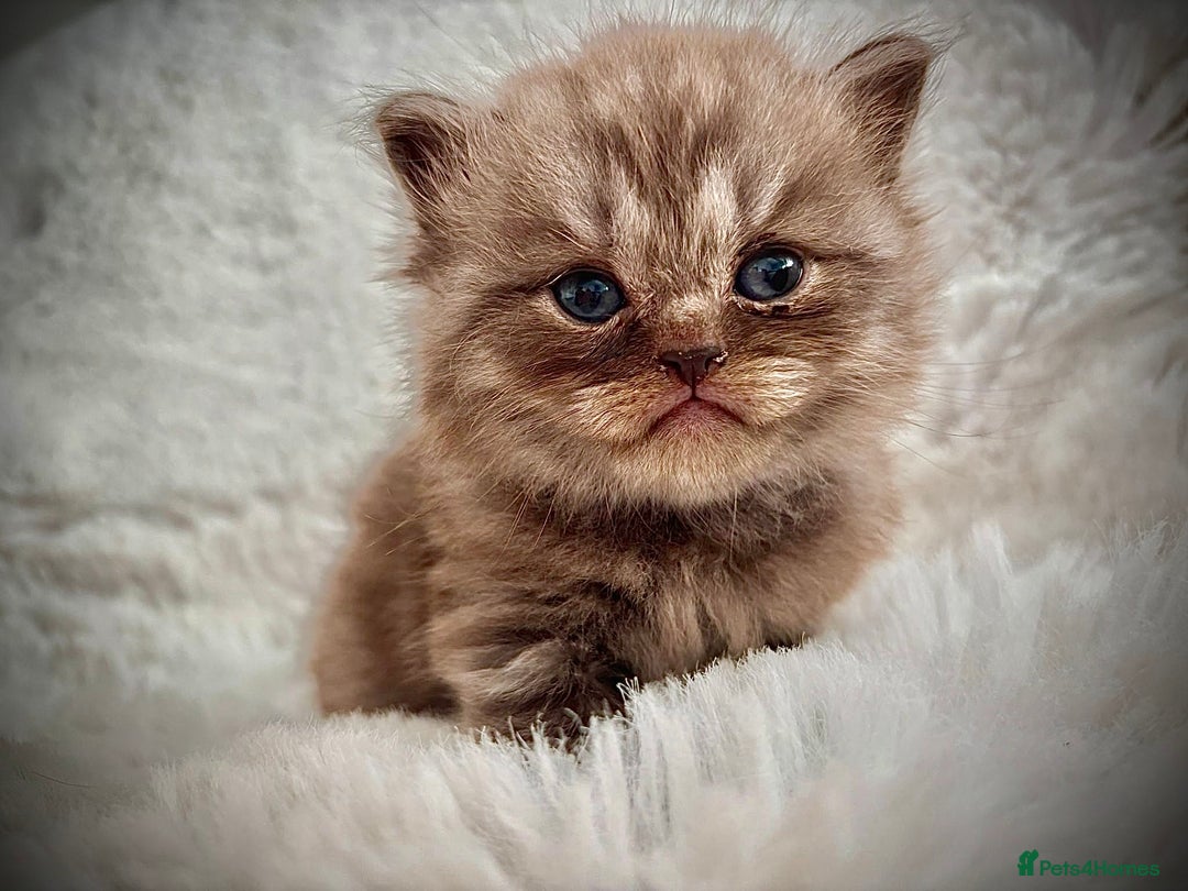 British Shorthair cats for sale: BSH x BLH Fold stunning kittens rainbow Litter - Image 6