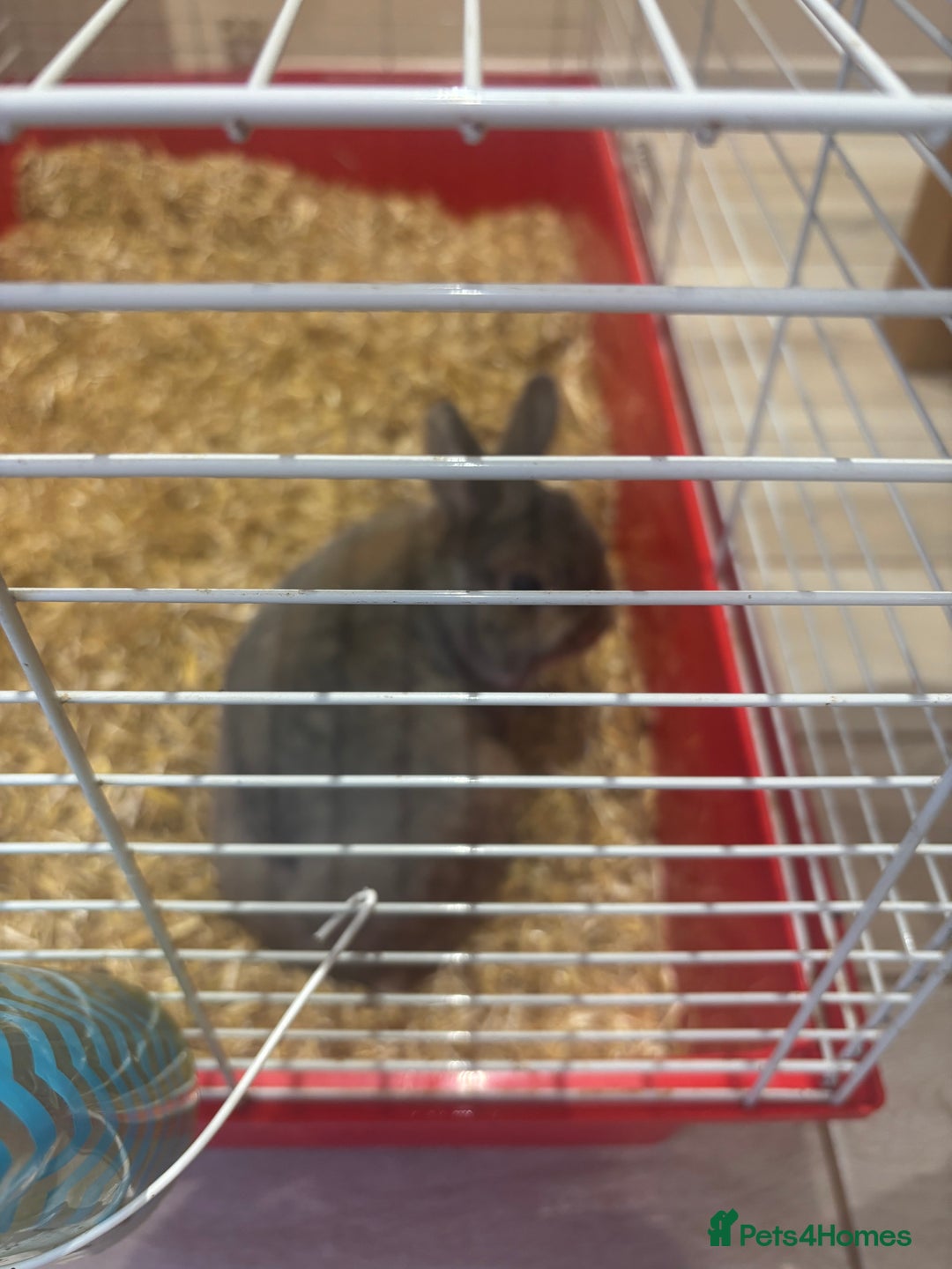 Mini Lop rabbits for sale: Small rabit  - Image 2