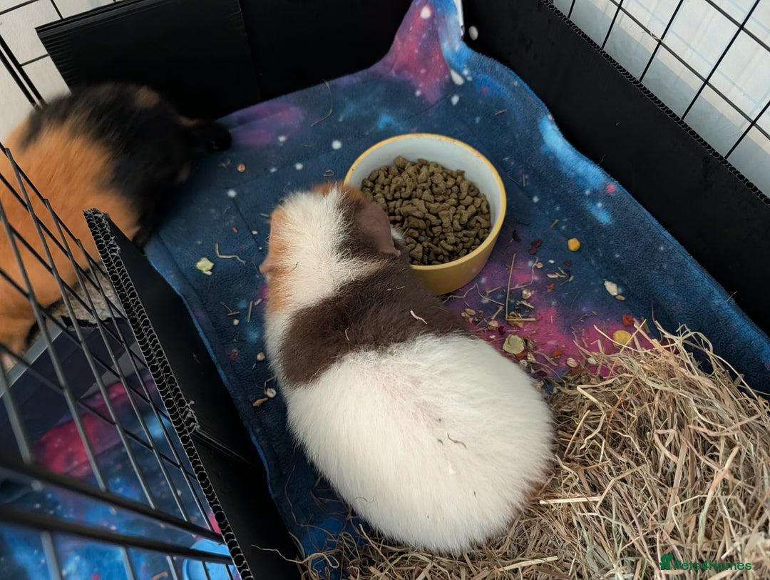 Guinea Pig rodents for sale: 2 male rex guinea pigs, with cage and all. - Advert 6