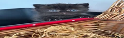 Exotic cats for sale: 2 high quality exotic females  - Advert 14