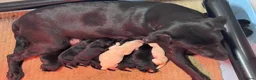 Labrador Retriever dogs for sale: KC Registered Labrador Babies 🐾🐾🐾 - Advert 30