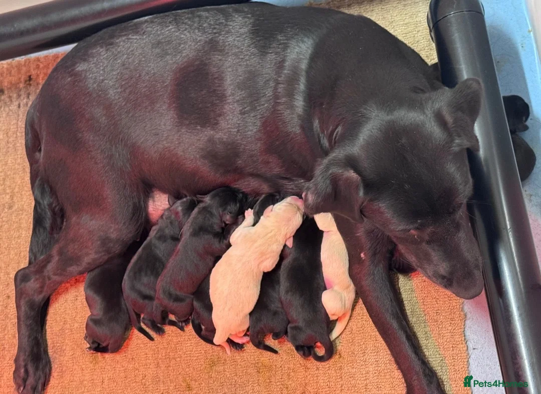 Labrador Retriever dogs for sale: KC Registered Labrador Babies 🐾🐾🐾 - Advert 30