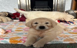 Golden Retriever dogs for sale: Golden retriever puppies  - Image 16